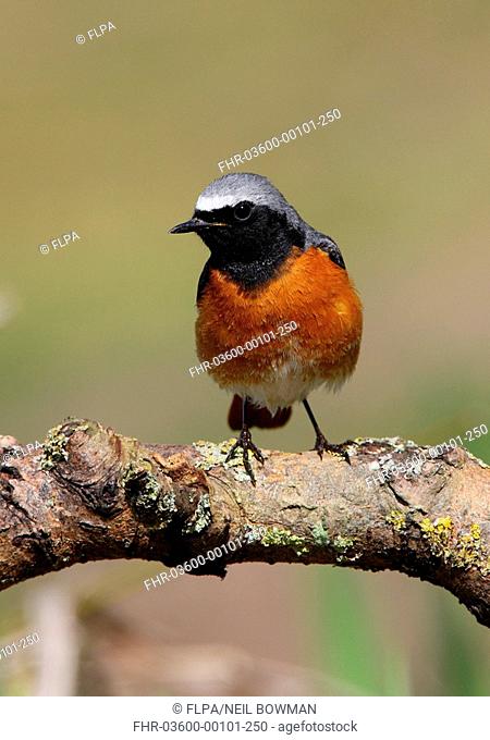 Common Redstart Phoenicurus phoenicurus adult male, perched on branch, Norfolk, England, april