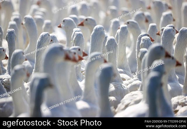 30 September 2020, Saxony, Wermsdorf: 14 weeks old geese are walking over an outdoor enclosure of the Eskildsen Goose Farm