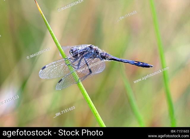 Black Darter (Sympetrum danae), male sitting on a blade of grass, Neustädter Moor, Lower Saxony, Germany, Europe