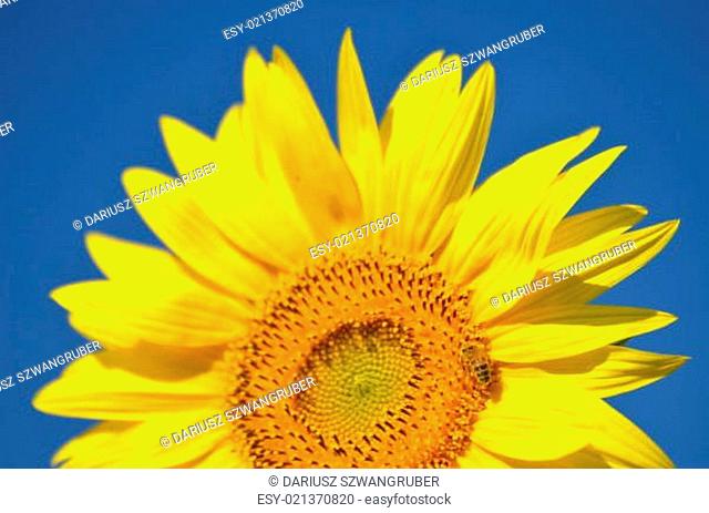 Beautiful sunflowers of Tuscany in Italia