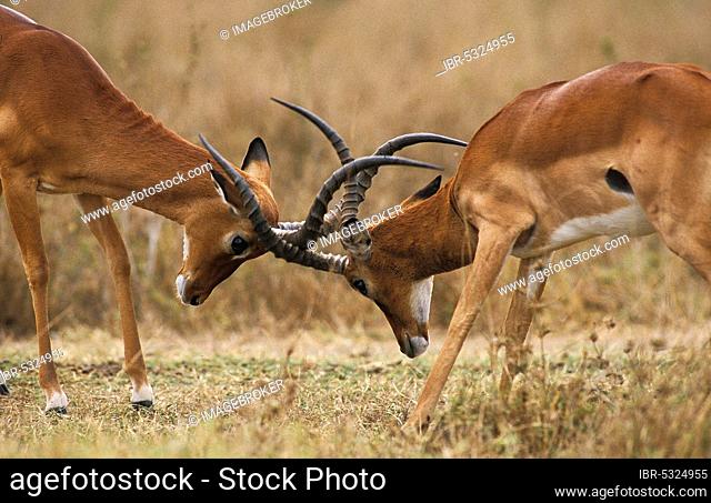 Impala (aepyceros) melampus, Males Fighting, Masai Mara Park in Kenya