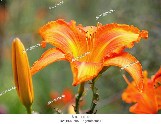 day lily hybrid (Hemerocallis-Hybride), flower