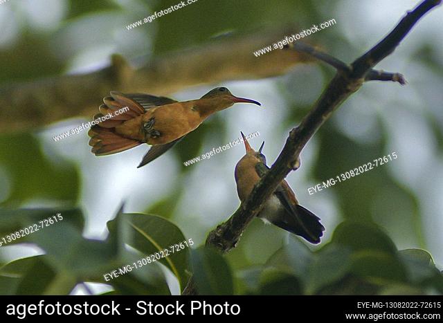 August 13, 2022, Merida, Mexico: Cinnamon Hummingbird (Amazilia rutila) feeding her young. on August 13, 2022 in Merida, Mexico