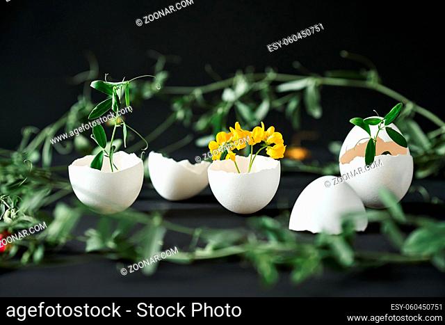Flowers in eggshell on black background. creative art, symbolism concept. Eggshell vase