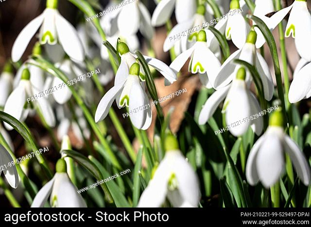 21 February 2021, North Rhine-Westphalia, Cologne: Snowdrops bloom in the sun. Spring-like temperatures and sunshine are luring many people in North...