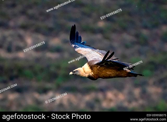 Griffon vulture, Gyps fulvus flying around Salto del Gitano in Monfrague National Park. Caceres, Extremadura, Spain
