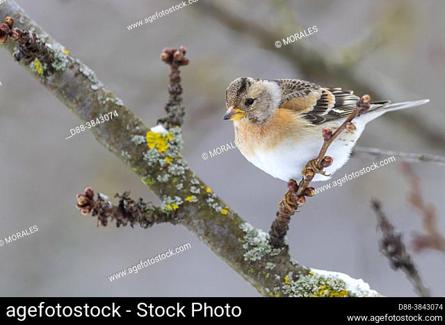 Europe, France, Alsace, Obernai, Northern chaffinch (Fringilla montifringilla), adult female posed in a cherry tree in winter with snow