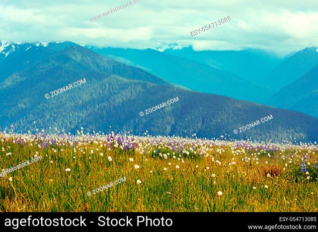 Mountain meadow in summer season