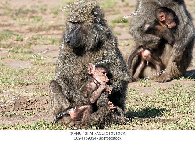 Savanna baboon Olive race (Papio cynocephalus anubis) female with her infant aged about 1 month, Maasai Mara National Reserve, Kenya