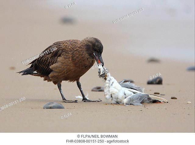 Great Skua Stercorarius skua immature, feeding on Black-headed Gull Larus ridibundus carcass, standing on beach, Norfolk, England, october
