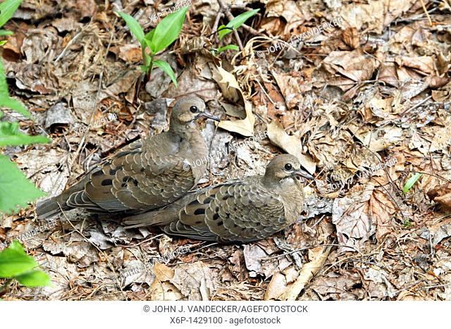 Two Mourning Dove fledglings, Zenaida macroura, huddling together amid dead leaves waiting for the return of their parents  Passaic, New Jersey, USA