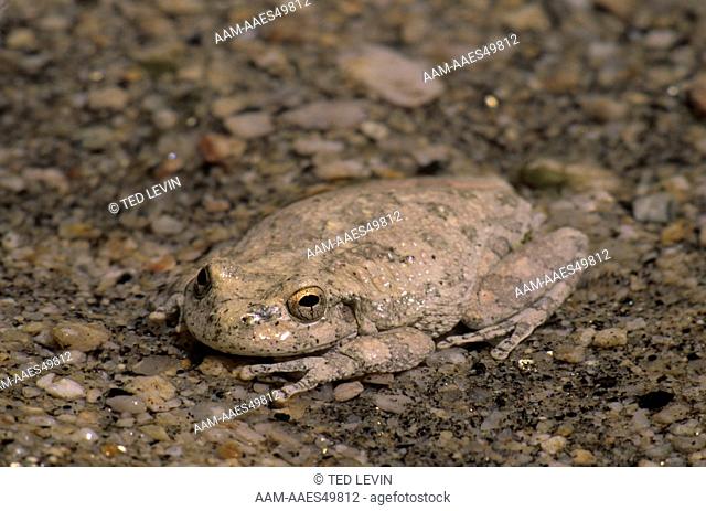 Canyon treefrog (Hyla arenicolor) Catalina SP, AZ Arizona