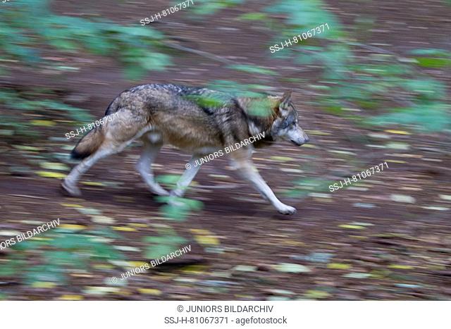European Wolf (Canis lupus). Adult in a forest in autumn, fleeing. Germany