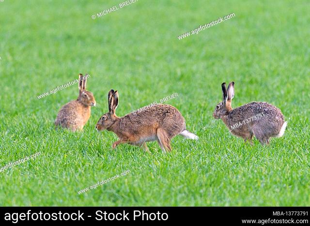 Brown hare (Lepus europaeus) in the ramming season, April, spring, Hesse, Germany