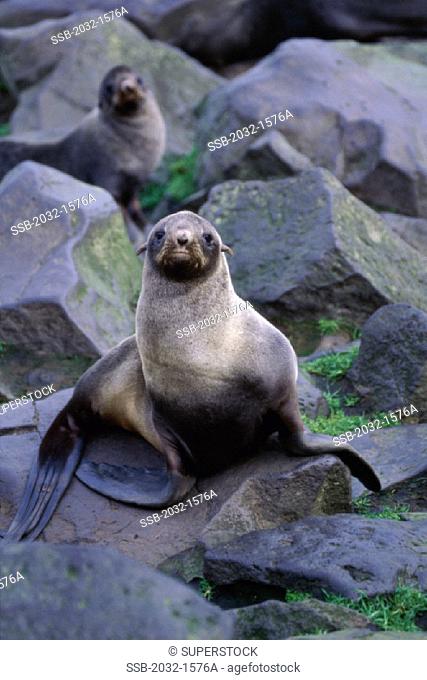 Northern Fur Seals Pribilof Islands Alaska USA