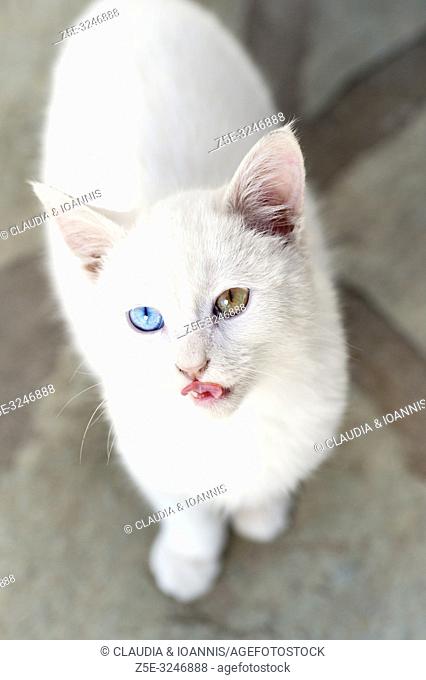 High angle view of a beautiful white odd eyed kitten looking up at camera