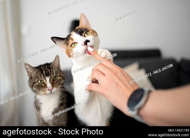 two different looking cats side by side. One cat is licking finger of female pet owner