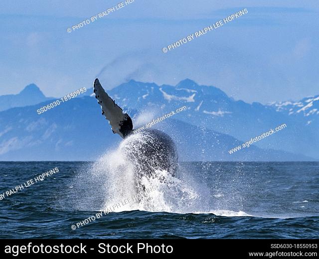 Sequence 8, Breaching Whale, Humpback Whale (Megaptera novaeangliae) jumps above the water in Icy Strait, Alaska's Inside Passage