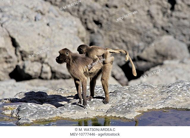 Gelada Baboon - female with young on back, with tails entwined to help young hold on (Theropithecus gelada)