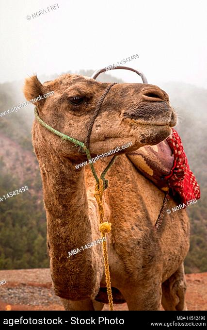 Camel, Dromedary, Landscape, Animal, Head, Maghreb, Morocco