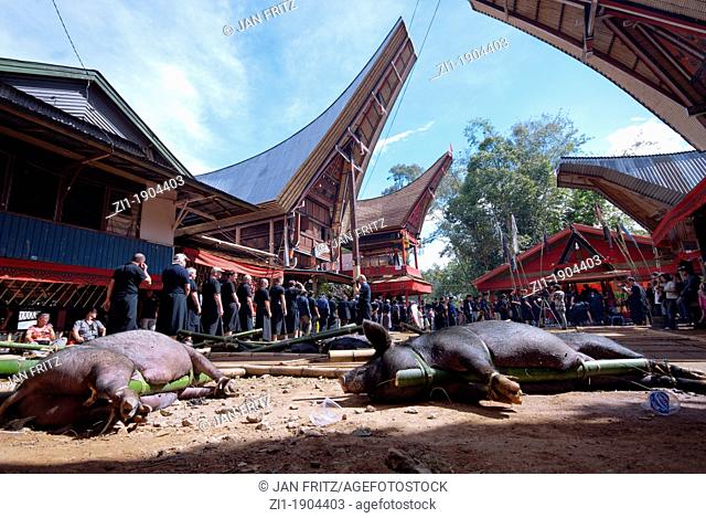 pigs at funeral in Londa, Tanah Toraja, Sulawesi, Indonesia