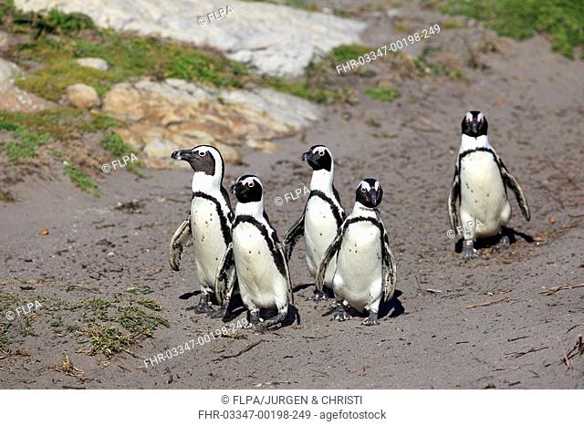 Jackass Penguin Spheniscus demersus five adults, walking on beach, Betty's Bay, Western Cape, South Africa