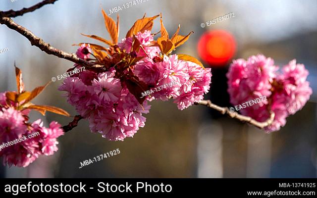 Japanese ornamental cherry, blooming