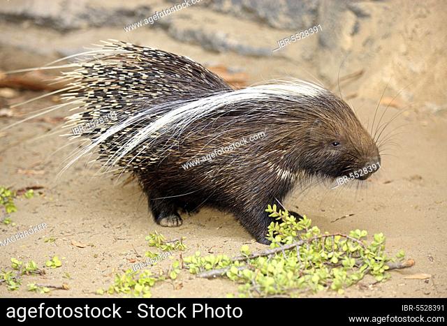 Cape Porcupine (Hystrix africaeaustralis), South Africa, Africa