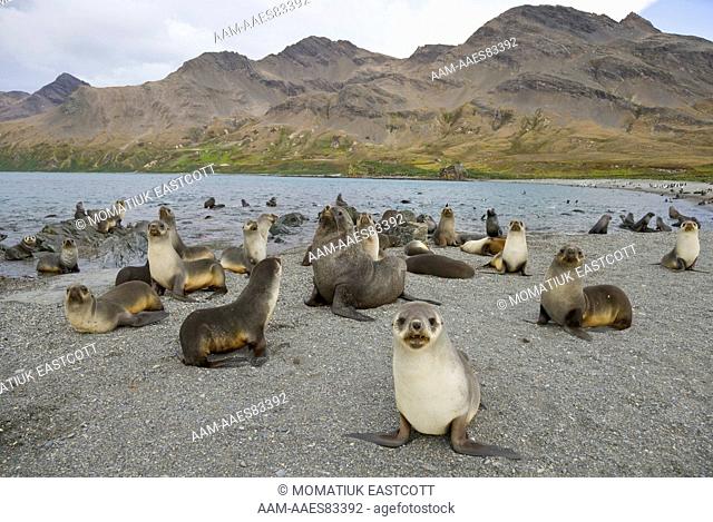 Antarctic Fur Seals (Arctocephalus gazella) pups and females on gravel beach; Stromness Bay; Southern Ocean; Antarctic Convergance; South Georgia Island