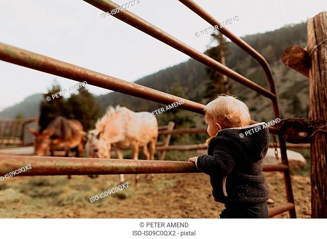 Female toddler looking at horses in paddock, Mineral King, California, USA