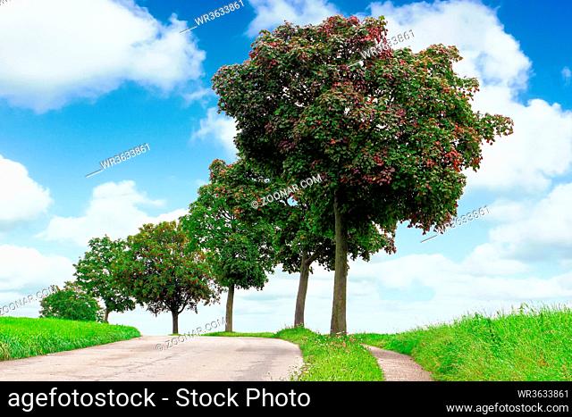 Curved road, green field, blue sky and trees. Travel, journey and countryside concept