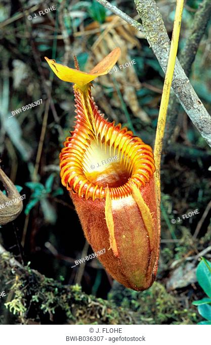pitcher plant (Nepenthes villosa), tubular shaped leaf, Malaysia, Borneo, Mount Kinabalu