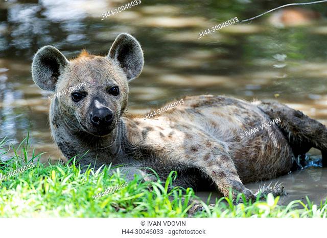 spotted hyena (Crocuta crocuta), Tanzania, East Africa