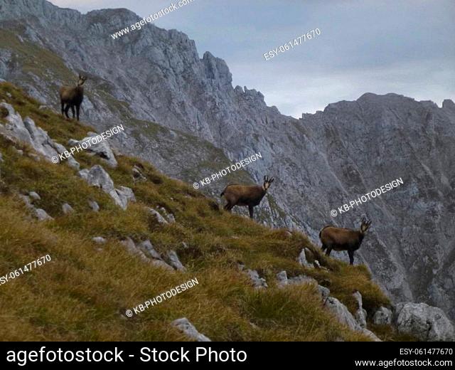 Herd of chamois at Hackenkopfe mountains, Wilder Kaiser, Tyrol, Austria