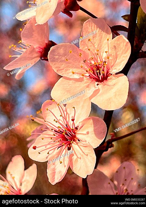 Flowered almond tree, close view