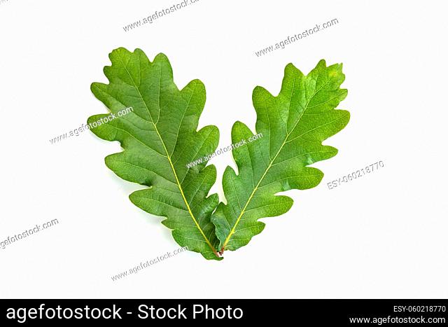 Young oak leaves isolated on white background. Quercus leaf