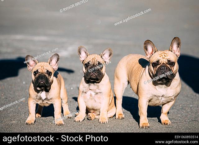 Three Funny Lovely French Bulldogs Dogs Puppies In Park Outdoor. Popular breed of dog