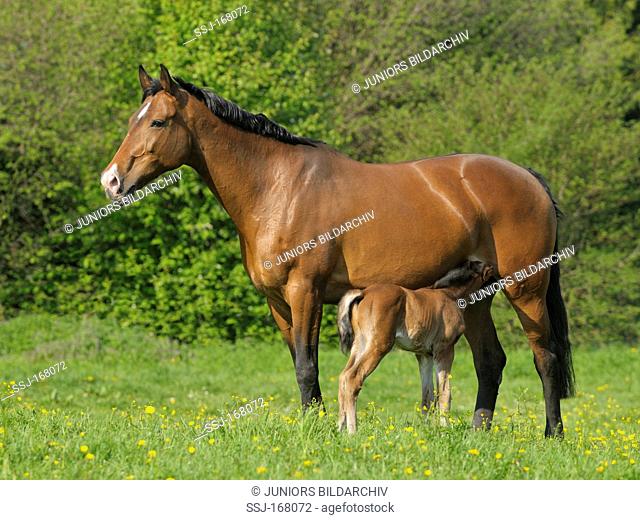 Oldenburg Warmblood. Mare with sucking foal