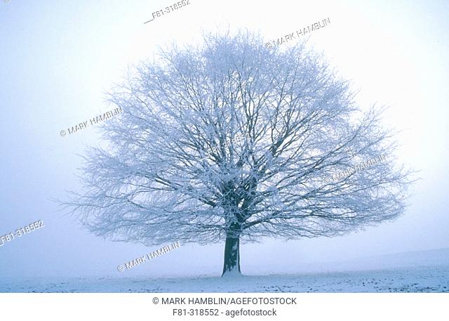 Beech tree in winter (Fagus sylvatica). Hoar frost on branches. Derbyshire. UK