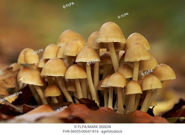 Sulphur Tuft Fungi (Hypholoma fasciculare) fruiting bodies, growing in woodland leaf litter, West Sussex, England, October