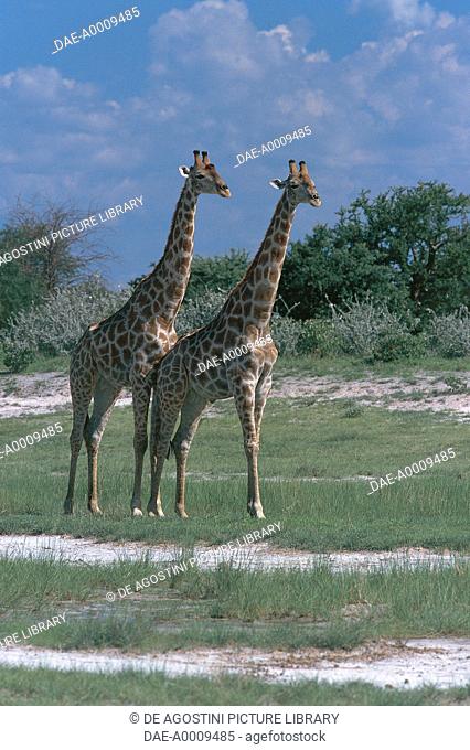 Zoology - Mammals - Giraffidae - Giraffes (Giraffa camelopardalis) - Namibia