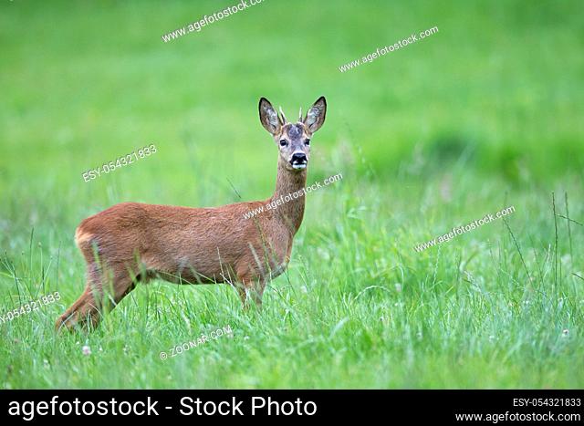 Rehbock Jaehrling auf einer Wiese - (Europaeisches Reh - Reh) / Roe Deer yearling on a meadow - (European Roe Deer - Western Roe Deer) / Capreolus capreolus