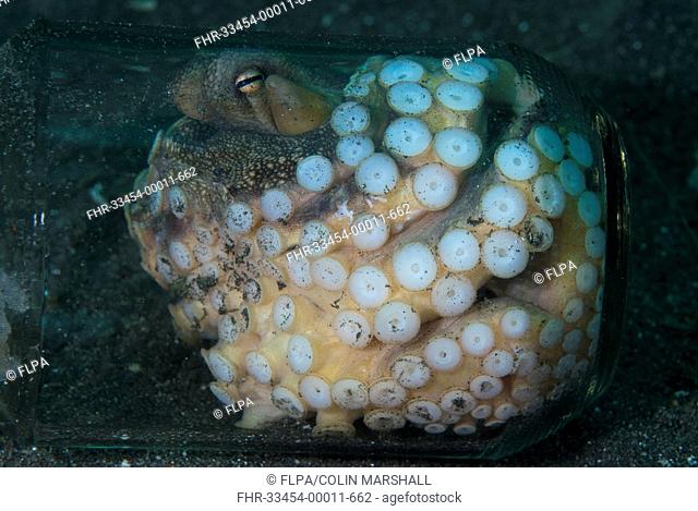 Veined Octopus Amphioctopus marginatus adult female, sheltering in glass jar, Lembeh Island, Sulawesi, Indonesia