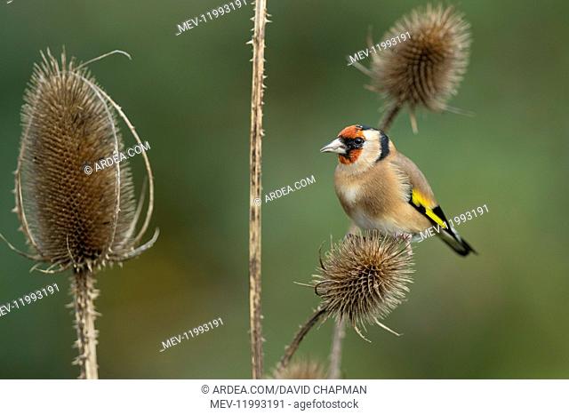 Goldfinch - on Teasel - Conrwall - UK