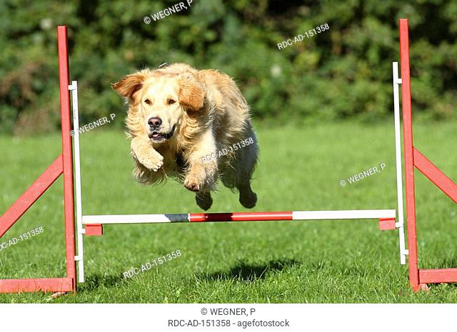 Golden Retriever agility jumping over hurdle