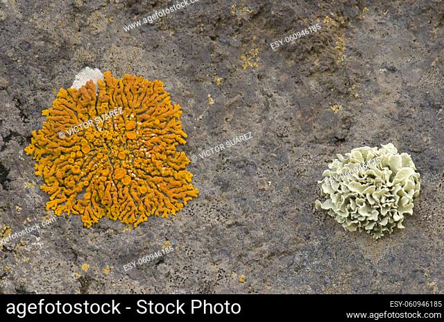 Lichens on a rock with Xanthoria sp. to the left. Mazo. La Palma. Canary Islands. Spain