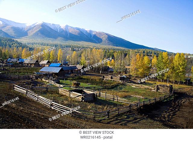 Altay Xinjiang, White Haba