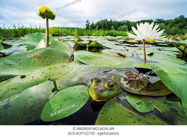Bullfrog (Rana catesbeiana) on Horsehsoe Lake in Muskoka near Parry Sound, Ontario, Canada