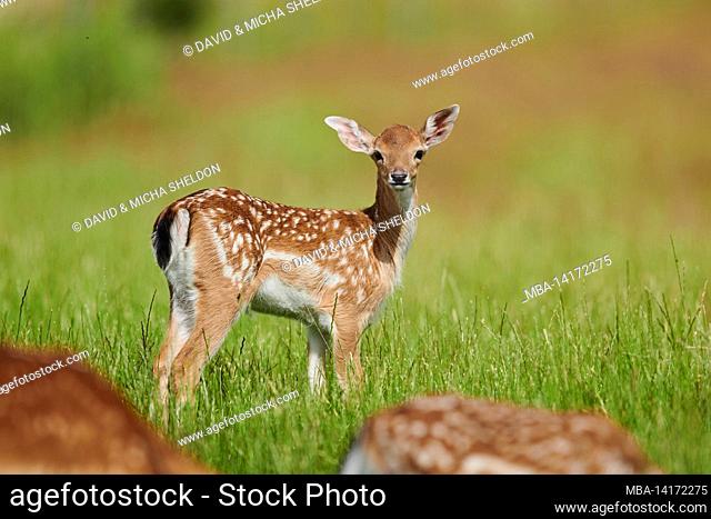 fallow deer (dama dama), calf, clearing, meadow, stand, gaze camera