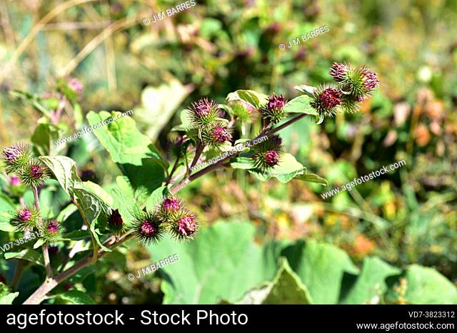 Greater burdock (Arctium lappa) is a biennial plant native to Eurasia. Its roots are edible. This photo was taken in Cañada de Benatanduz, Teruel, Aragon, Spain